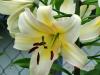 Informationsportal zum Thema Blumen,  Garten und Pflanzenschutz - inkl. Shopvergl