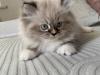 Reinrassige Perser Kitten