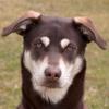 BLUNA - weiblich  8 Monate  54 cm  23 kg  Husky-Mix-Weimaraner  Gechipt  Nicht k