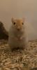 Rennmaus sucht neues Zuhause
