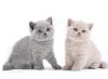 BKH kitten reinrassig,  blue,  Britisch Kurzhaar