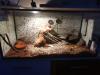 Leopardengecko mit Zubehör