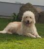 Goldendoodle Wurfankündigung
