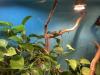 Wasseragame 0.0.2 