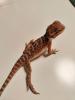 Bartagamen Babys Cawley Red P. Vitticeps