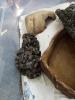 Boa constrictor Imperator crawl cay x surinam 