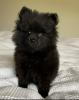 Pomeranian Zwergspitz Welpen 