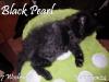 Maine Coon Kitten - Mädchen in Black smoke - sucht liebevolles Zuhause 