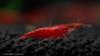 Bloody Mary Garnele - Neocaridina davidi
