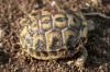 Griechische Landschildkröten,  Thb. un Thh. (kleinbleibende Unterart aus dem west