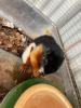 2 Schönhörnchen,  Männchen,  1.5 Jahre-Preis für beide