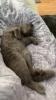 British Kurzhaar/  Scottish fold mix Kater sucht dringend ein neues Zuhause!