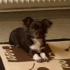 Chihuahua Deckrüde Langhaar