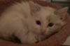 Ragdoll MainCoon