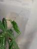 Siliquofera grandis