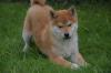Shiba-Inu  Welpen/ Rüden