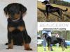 Beauceron Welpen zu Reservierung