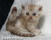 BKH-Britisch Kurzhaar Katzenbaby in cinnamon silver tabby spotted