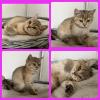 Bkh Kitten Gold chocolate/  black shaded tabby