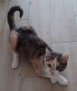 Coco – Glückskatze sucht dringend glückliches Zuhause! (aus dem Tierschutz /  gec
