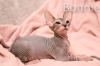 Don Sphynx Kitten - Katzenbabys