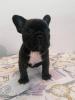 Französische Bulldogge Welpe 
