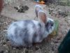 Rhönkaninchen-Babys,  geboren am 07.06.2021 suchen ein Zuhause