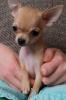 Zuckersüßer chihuahua rüde Abgabebereit
