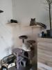 Bkh/  Scottish Fold Kater