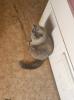 Verkaufe 1 BKh Mädchen und Kater