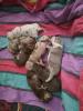 Old English Bulldog Welpen suchen ein neues Zuhause (Bulldogge /  Bulldoggen)