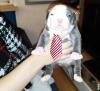 Bully Welpen 