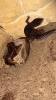Leopardengecko black Night