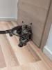 Maine Coon Kitten mit Stammbaum