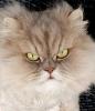 Perser Katze Mädchen abholbereit