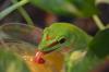 Große Madagaskar Taggeckos Jungtiere 0.0.5 DNZ 07-09/ 24 High Red