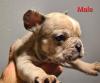 Französische Bulldoggen Welpen 