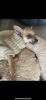 Welpen Rehpinscher