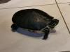 Wasserschildkröte abzugeben 