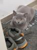 Bkh kitten 14 Wochen