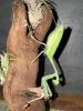 Indische Riesengottesanbeterin /  hierodula membranacea /  Mantiden