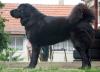 Tibet Dogge Welpen mit FCI-Papieren 2013