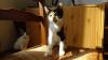 Kitten suchen ihr Zuhause