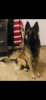 Deckrüde ( !kein Verkauf! ) Belgischer Schäferhund