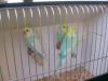 Nestjunge Wellensittiche