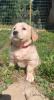 Golden Retriever Welpe reinrassig,  weiblich