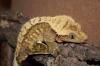 1.0 Crested Gecko für Hamm