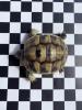 Griechische Landschildkröten aus 2021 und 2022 (Testudo hermanni) zu verkaufen