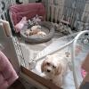 Maltipoo Welpen Rüde aprico