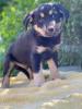 BISTERONI,  2 MONATE,  MISCHLING MÖCHTE MIT SEINEN MENSCHEN DAS HUNDE-ABC LERNEN